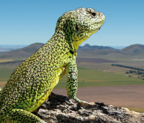 foto lagarto en piedra.png