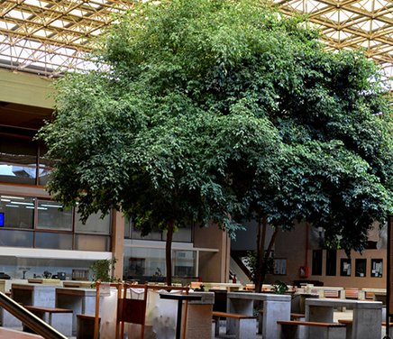 Institucional