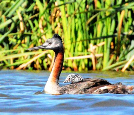 macá grande y cria.jpg