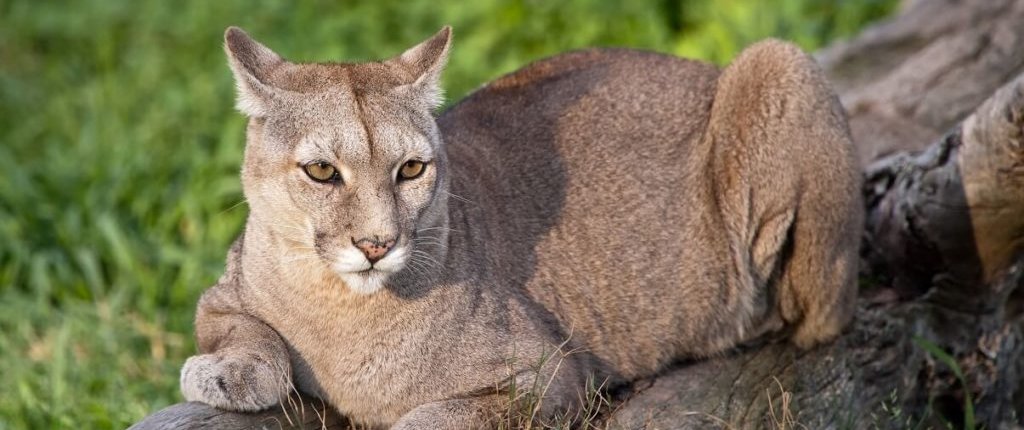 puma-pampeano-argentina-1-1024x682.jpg