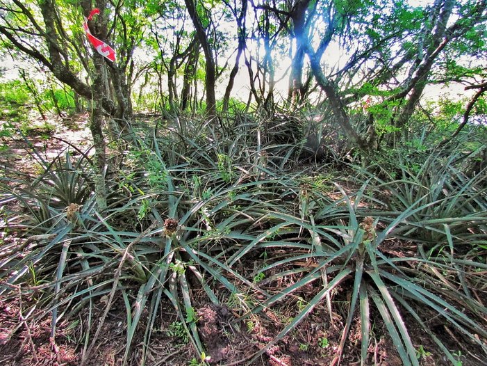 sotobosque I.jpg