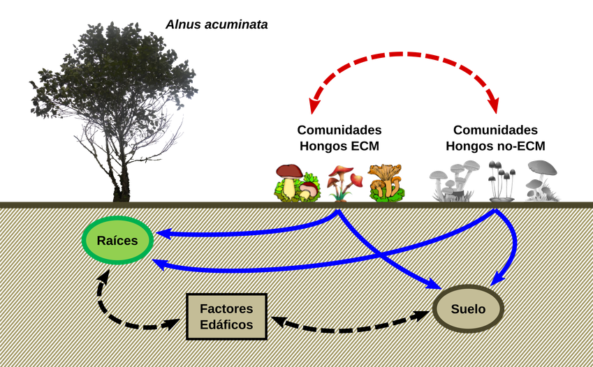 Estructura y composición de las comunidades de hongos ectomicorrícicos asociadas a Alnus acuminata Kunth en las Yungas de Argentina